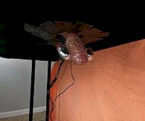 peasant  is squirting on the miss at home